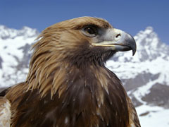 Golden Eagle