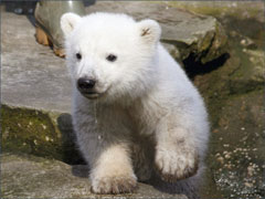 Polar Bear