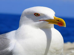 Seagull